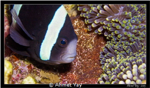 Anemone, anemone fish and her babies... by Ahmet Yay 